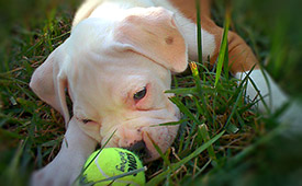 BigBark welcomes Blue thumbnail